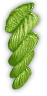 Light Green Light Green